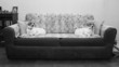 Photo: Twins dog B&W image Twins dog B&W image