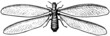 White ant