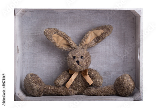 Photo: hase zum kuscheln hase zum kuscheln