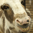 Smiling Donkey, close up