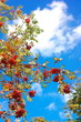 ashberry at dry sunny day
