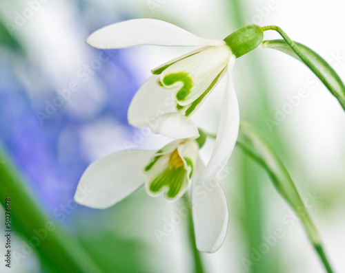 Photo: Frühlingserwachen: Schneeglöckchen, ganz nah Frühlingserwachen: Schneeglöckchen, ganz nah