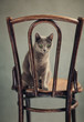Russisch Blau Katzenportrait