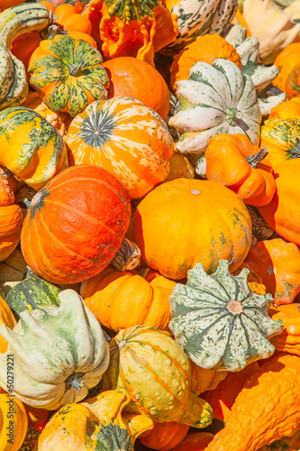 Photo: Colorful pumpkins Colorful pumpkins