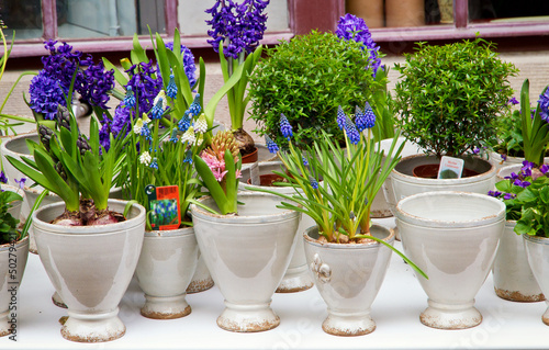 Photo: Frühlingsboten Frühlingsboten