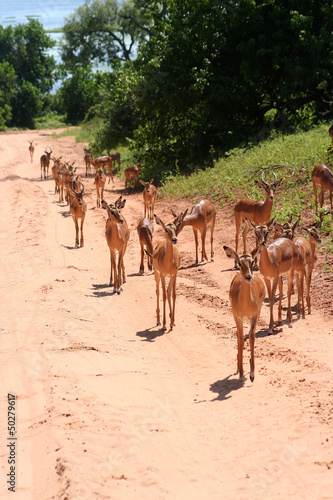Photo: gazelles in Africa gazelles in Africa