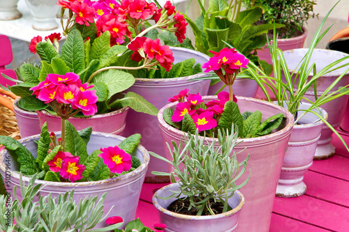 Photo: Blumentöpfe auf dem Gartentisch Blumentöpfe auf dem Gartentisch
