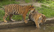 Tigers