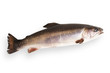 Fisch - Saibling
