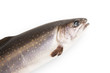 Fisch - Saibling