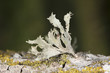 Lichen on bark