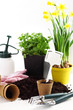Photo: Flowers for planting Flowers for planting