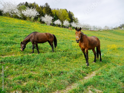Photo: Horse on the prairie Horse on the prairie