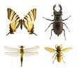 Bug collection