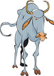 Wildebeest