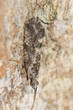 Caddisfly on wood, extreme close-up with high magnification