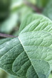 Blatt Detail Bokeh
