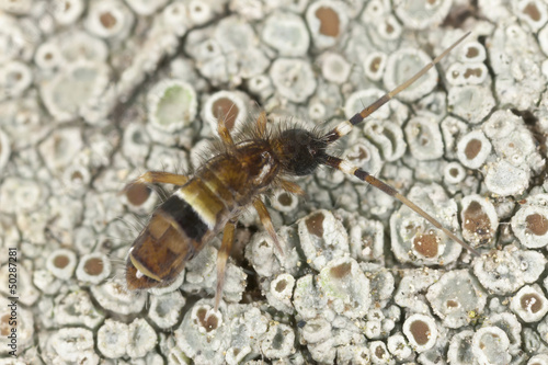 Photo: Springtail (Collembola) sitting on lichen, extreme close-up Springtail (Collembola) sitting on lichen, extreme close-up