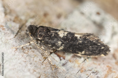 Photo: Small moth on wood, extreme close-up with high magnification Small moth on wood, extreme close-up with high magnification