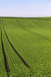 Grüne Felder bis zum Horizont 2