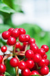 Red viburnum berries