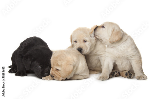 Photo: Labrador Retriever puppies Labrador Retriever puppies