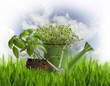Foto: Oregano And Basil Herbs Oregano And Basil Herbs