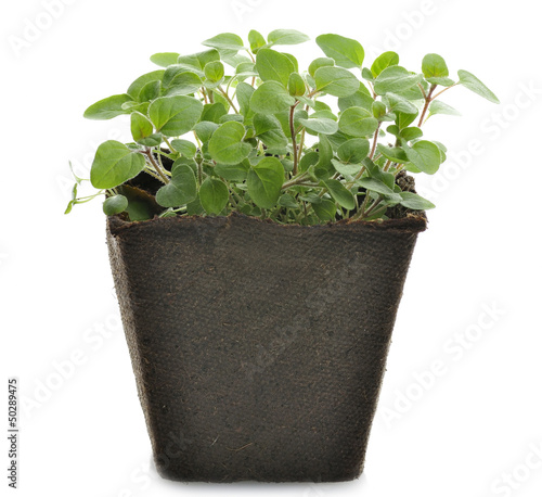 Photo: Oregano Herb Oregano Herb