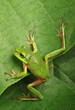 Green frog climbing a leaf