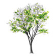 large bare tree without leaves - hand drawn