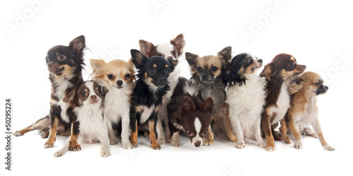 Photo: group of chihuahuas group of chihuahuas