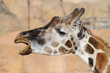 Photo: a cute and funny face of a giraffe a cute and funny face of a giraffe