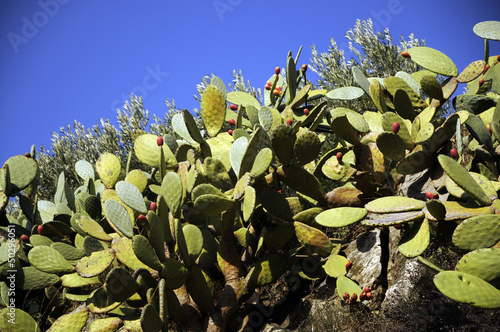 Photo: Opuntia ficus-indica Опунция индийская 梨果仙人掌 Opuntia ficus-indica Опунция индийская 梨果仙人掌