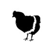 black hen