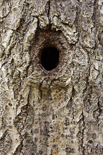 Photo: Baumloch Baumloch