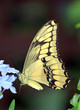 Swallowtail Butterfly on Blue Flower