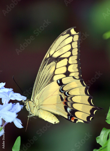 Photo: Swallowtail Butterfly on Blue Flower Swallowtail Butterfly on Blue Flower