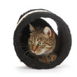 Photo: chat caché dans tunnel griffoir chat caché dans tunnel griffoir
