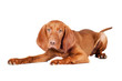 vizsla puppy lying down