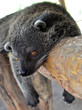 Foto: chat ours pendant la sieste chat ours pendant la sieste