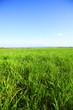 green grass