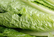 foglie verdi di lattuga
