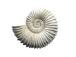 Seashell