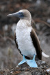 Blaufußtölpel auf Galapagos