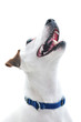 Aufmerksamer Jack Russell
