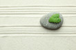 Green leaf on rock in sand