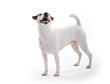 Aufmerksamer Jack Russell