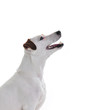 Seitenprofil vom Jack Russell