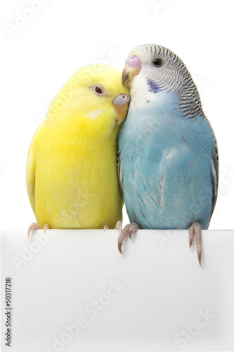 Photo: two birds are on a white background two birds are on a white background