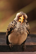 Nashornvogel von vorn